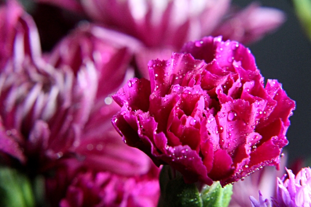 alyssadyck-pinkflower